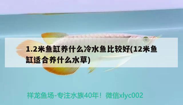 1.2米魚缸養(yǎng)什么冷水魚比較好(12米魚缸適合養(yǎng)什么水草)