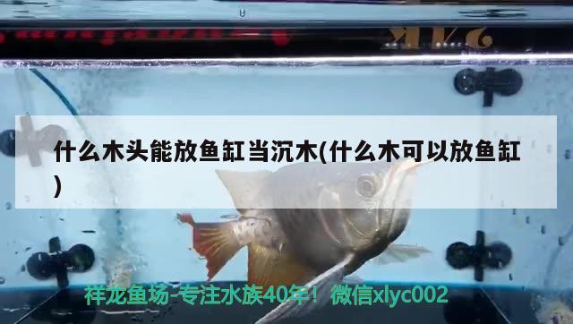 什么木頭能放魚缸當沉木(什么木可以放魚缸)