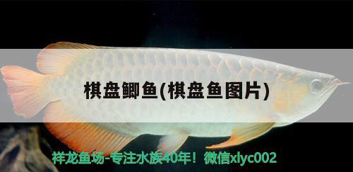 棋盤鯽魚(棋盤魚圖片) 觀賞魚