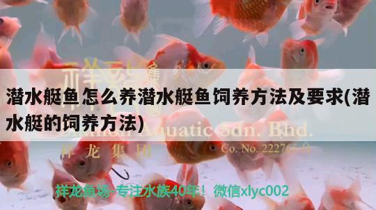 潛水艇魚(yú)怎么養(yǎng)潛水艇魚(yú)飼養(yǎng)方法及要求(潛水艇的飼養(yǎng)方法) 潛水艇魚(yú)