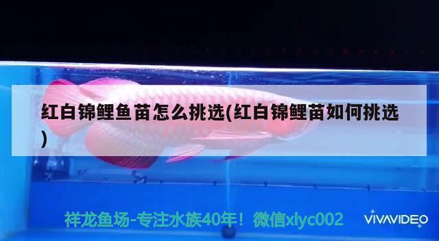 紅白錦鯉魚苗怎么挑選(紅白錦鯉苗如何挑選) 紅白錦鯉魚