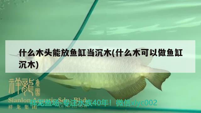 什么木頭能放魚缸當沉木(什么木可以做魚缸沉木)