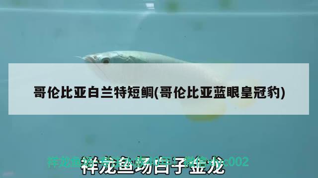 哥倫比亞白蘭特短鯛(哥倫比亞藍眼皇冠豹) 觀賞魚