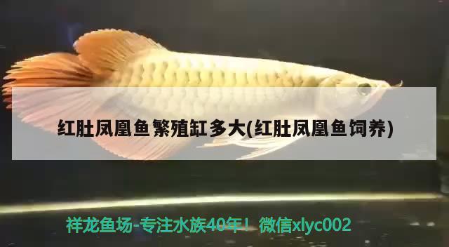 紅肚鳳凰魚繁殖缸多大(紅肚鳳凰魚飼養(yǎng)) 觀賞魚