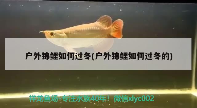 戶外錦鯉如何過冬(戶外錦鯉如何過冬的) 觀賞魚