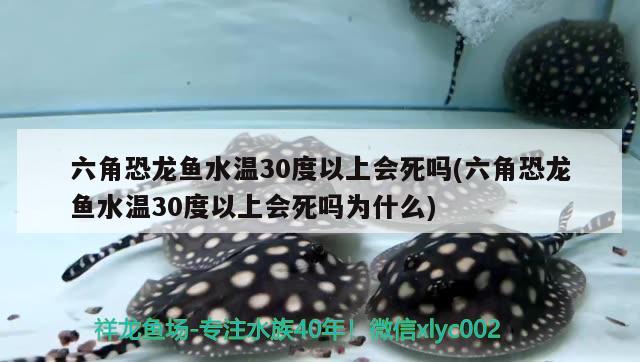 六角恐龍魚水溫30度以上會死嗎(六角恐龍魚水溫30度以上會死嗎為什么)