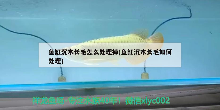 魚缸沉木長(zhǎng)毛怎么處理掉(魚缸沉木長(zhǎng)毛如何處理)