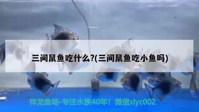 三間鼠魚吃什么?(三間鼠魚吃小魚嗎)