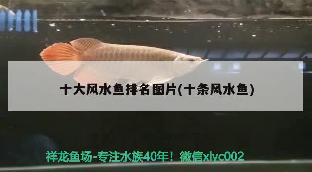 十大風(fēng)水魚排名圖片(十條風(fēng)水魚)