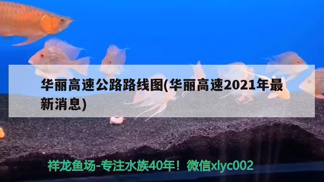 華麗高速公路路線圖(華麗高速2021年最新消息) 觀賞魚