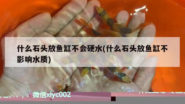 熊貓金魚(yú)鴿子圖片高清(熊貓金魚(yú)長(zhǎng)什么樣) 觀賞魚(yú)