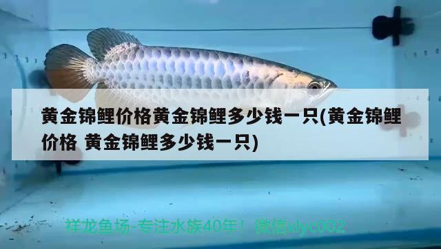 黃金錦鯉價格黃金錦鯉多少錢一只(黃金錦鯉價格黃金錦鯉多少錢一只)