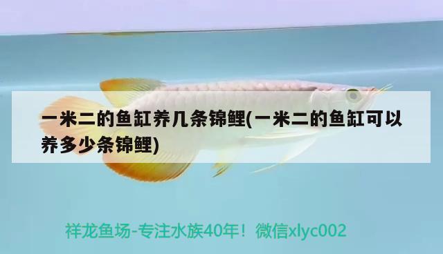 一米二的魚(yú)缸養(yǎng)幾條錦鯉(一米二的魚(yú)缸可以養(yǎng)多少條錦鯉)