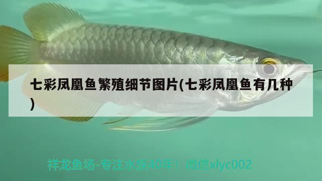 七彩鳳凰魚(yú)繁殖細(xì)節(jié)圖片(七彩鳳凰魚(yú)有幾種)