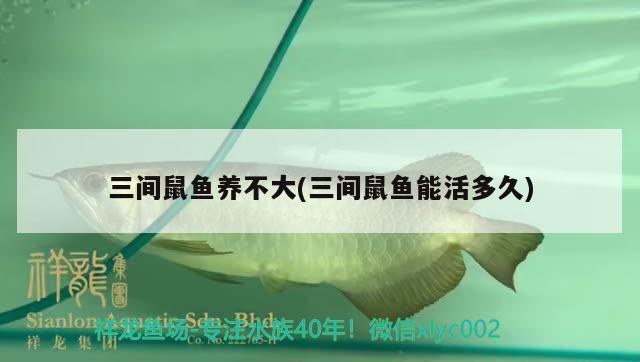 三間鼠魚養(yǎng)不大(三間鼠魚能活多久)