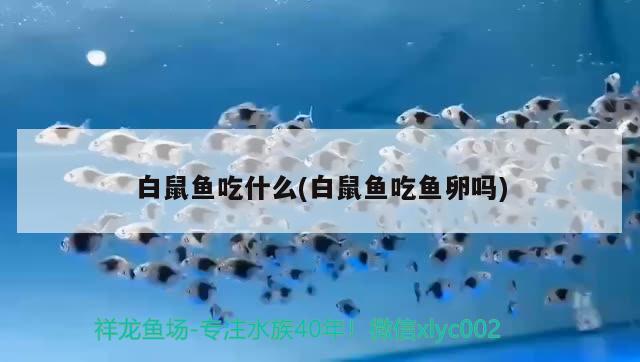 白鼠魚吃什么(白鼠魚吃魚卵嗎) 觀賞魚