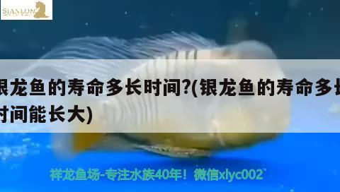 銀龍魚的壽命多長時間?(銀龍魚的壽命多長時間能長大)