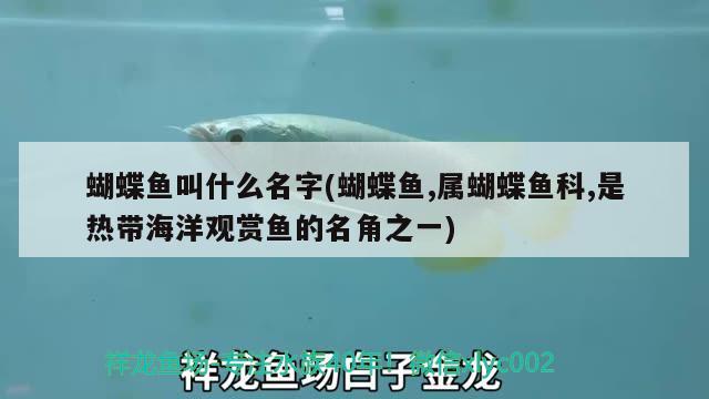 蝴蝶魚叫什么名字(蝴蝶魚,屬蝴蝶魚科,是熱帶海洋觀賞魚的名角之一)