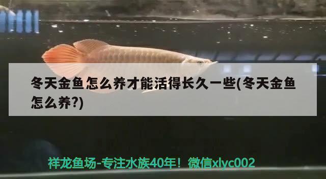 冬天金魚怎么養(yǎng)才能活得長久一些(冬天金魚怎么養(yǎng)?)