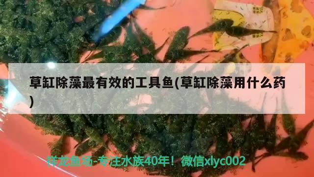 草缸除藻最有效的工具魚(草缸除藻用什么藥) 觀賞魚