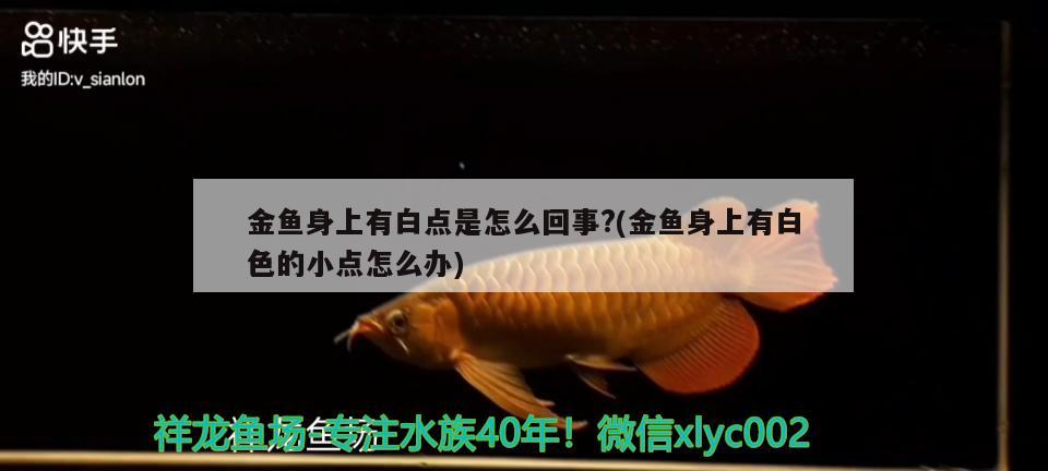 金魚身上有白點是怎么回事?(金魚身上有白色的小點怎么辦) 觀賞魚