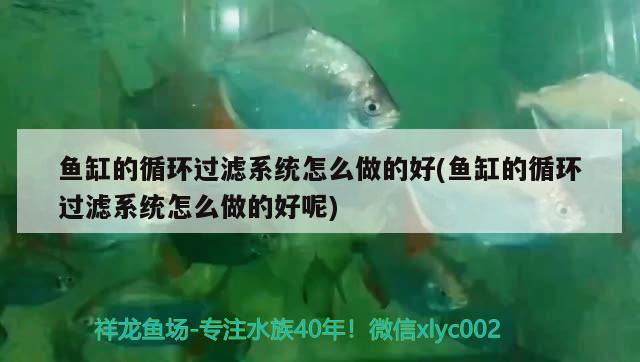 魚缸的循環(huán)過濾系統(tǒng)怎么做的好(魚缸的循環(huán)過濾系統(tǒng)怎么做的好呢)