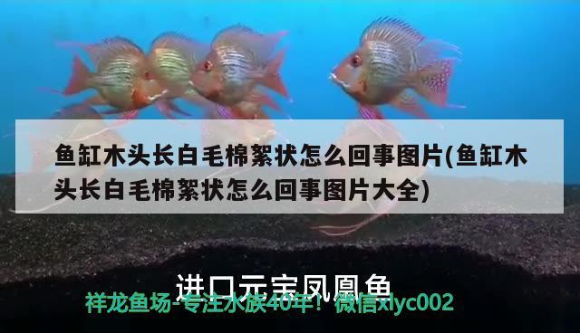 魚缸木頭長白毛棉絮狀怎么回事圖片(魚缸木頭長白毛棉絮狀怎么回事圖片大全) 斯維尼關(guān)刀魚