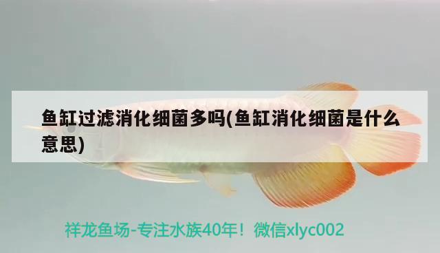 魚缸過濾消化細(xì)菌多嗎(魚缸消化細(xì)菌是什么意思) 森森魚缸