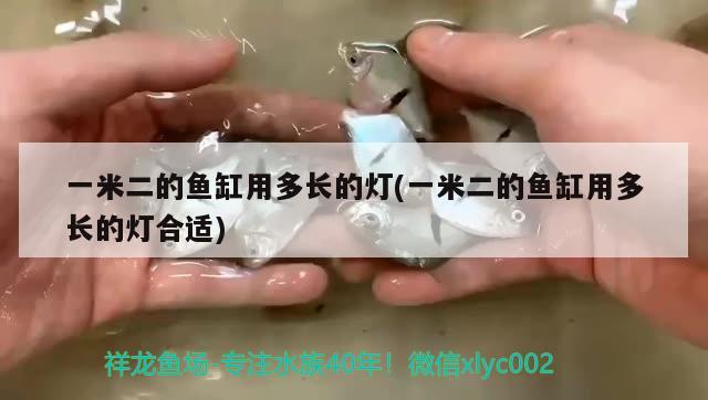 一米二的魚缸用多長的燈(一米二的魚缸用多長的燈合適) 紅龍專用魚糧飼料