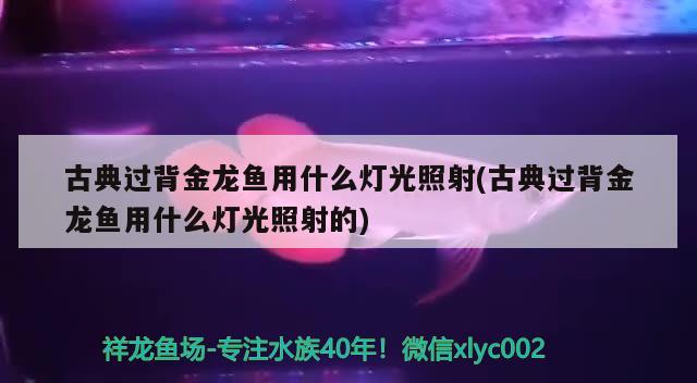 古典過背金龍魚用什么燈光照射(古典過背金龍魚用什么燈光照射的) 古典過背金龍魚 第2張