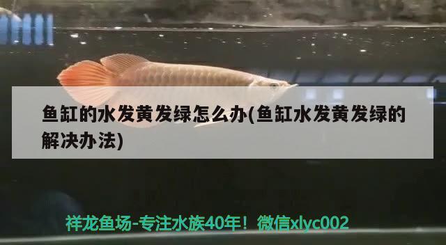 魚缸的水發(fā)黃發(fā)綠怎么辦(魚缸水發(fā)黃發(fā)綠的解決辦法)