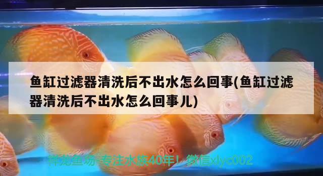 魚缸過濾器清洗后不出水怎么回事(魚缸過濾器清洗后不出水怎么回事兒)