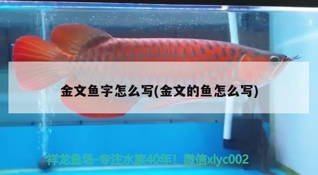 金文魚(yú)字怎么寫(xiě)(金文的魚(yú)怎么寫(xiě)) 觀賞魚(yú)