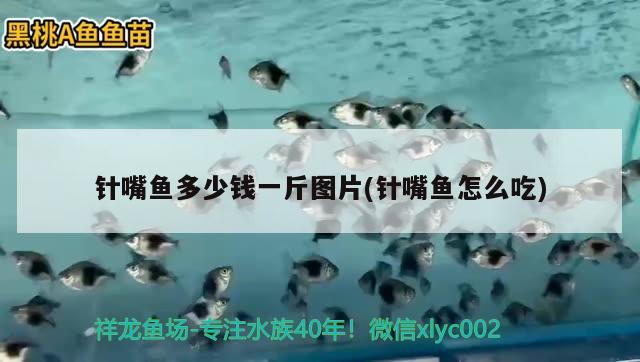 針嘴魚多少錢一斤圖片(針嘴魚怎么吃) 觀賞魚