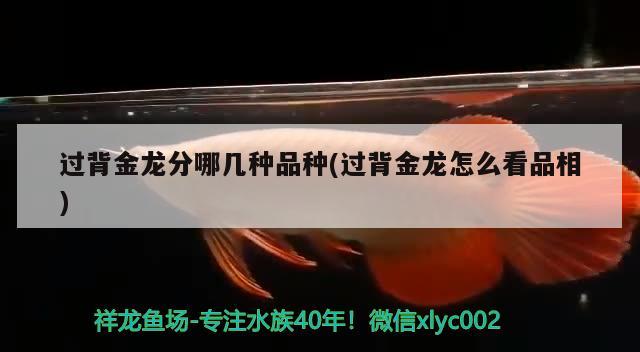 過(guò)背金龍分哪幾種品種(過(guò)背金龍?jiān)趺纯雌废? 觀賞魚(yú) 第3張