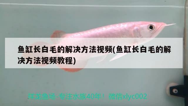 魚缸長白毛的解決方法視頻(魚缸長白毛的解決方法視頻教程)