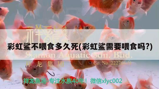 彩虹鯊不喂食多久死(彩虹鯊需要喂食嗎?) 觀賞魚