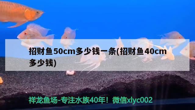 招財魚50cm多少錢一條(招財魚40cm多少錢) 觀賞魚