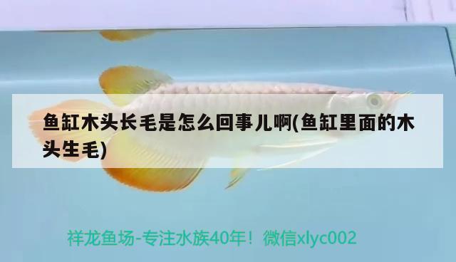 魚缸木頭長(zhǎng)毛是怎么回事兒啊(魚缸里面的木頭生毛)