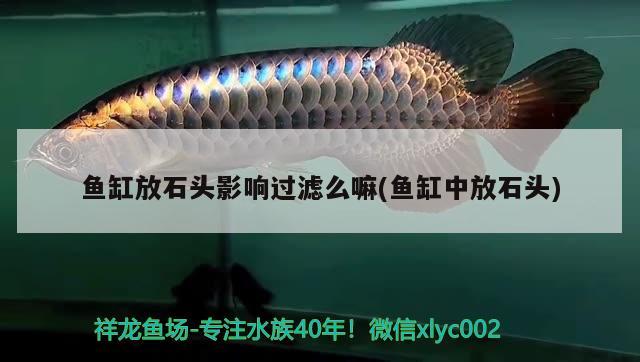 魚缸放石頭影響過濾么嘛(魚缸中放石頭)