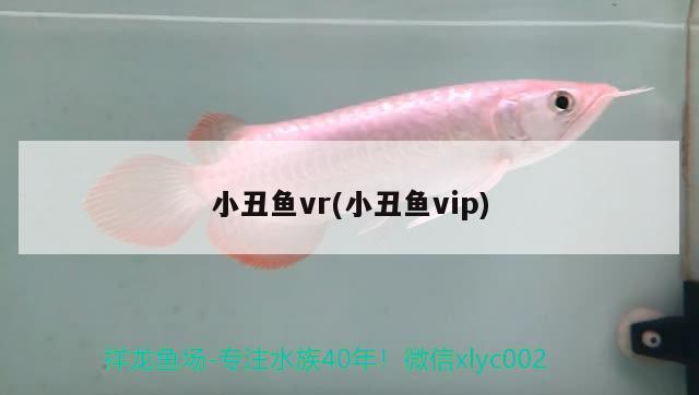 小丑魚vr(小丑魚vip) 海水魚