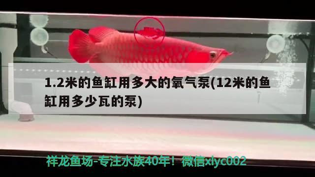 1.2米的魚缸用多大的氧氣泵(12米的魚缸用多少瓦的泵) 黑白雙星