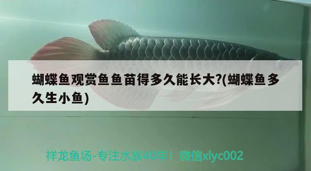 蝴蝶魚(yú)觀賞魚(yú)魚(yú)苗得多久能長(zhǎng)大?(蝴蝶魚(yú)多久生小魚(yú)) 蝴蝶鯉