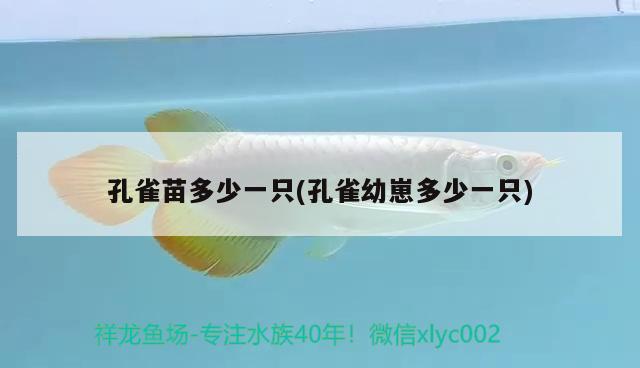 孔雀苗多少一只(孔雀幼崽多少一只) 觀賞魚