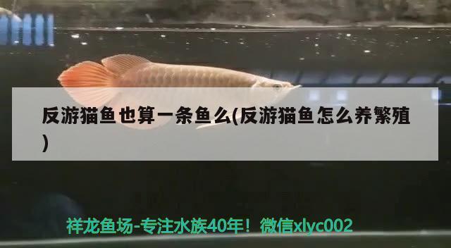 反游貓魚也算一條魚么(反游貓魚怎么養(yǎng)繁殖) 觀賞魚