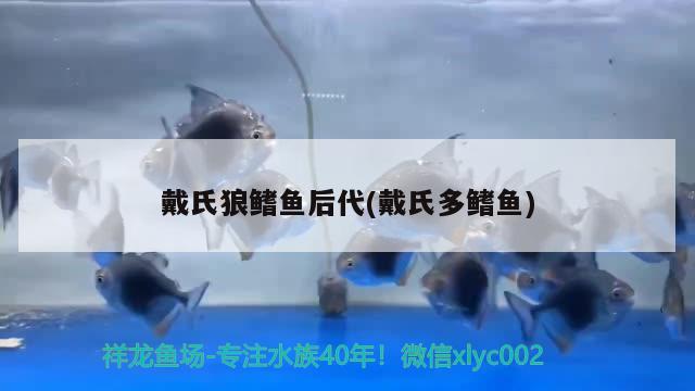 戴氏狼鰭魚后代(戴氏多鰭魚)