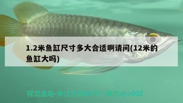 1.2米魚缸尺寸多大合適啊請問(12米的魚缸大嗎) 財神鸚鵡魚