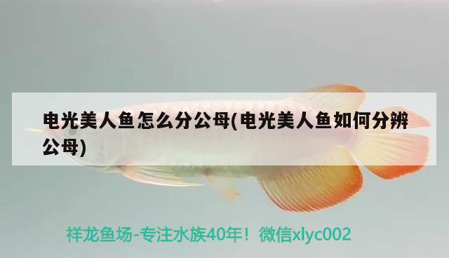 電光美人魚怎么分公母(電光美人魚如何分辨公母)