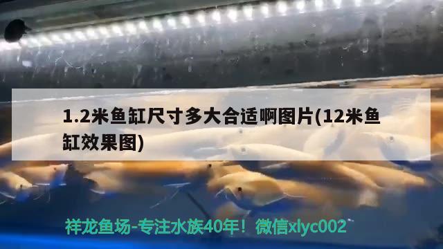 1.2米魚缸尺寸多大合適啊圖片(12米魚缸效果圖) 黃金貓魚