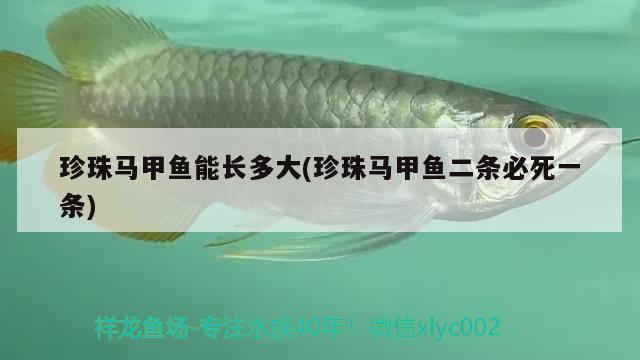 珍珠馬甲魚(yú)能長(zhǎng)多大(珍珠馬甲魚(yú)二條必死一條)